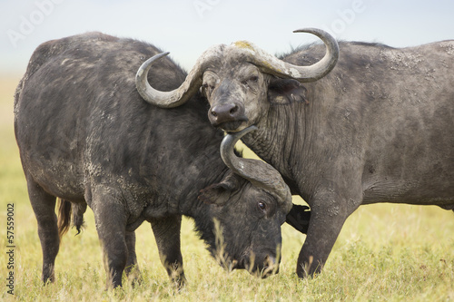 Cape Buffalo Bulls  Syncerus caffer  in Tanzania