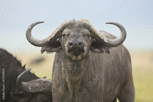 Cape Buffalo Bull (Syncerus caffer) in Tanzania