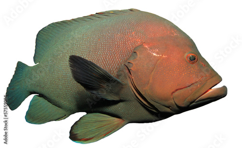 Redmouth Grouper isolated on white photo