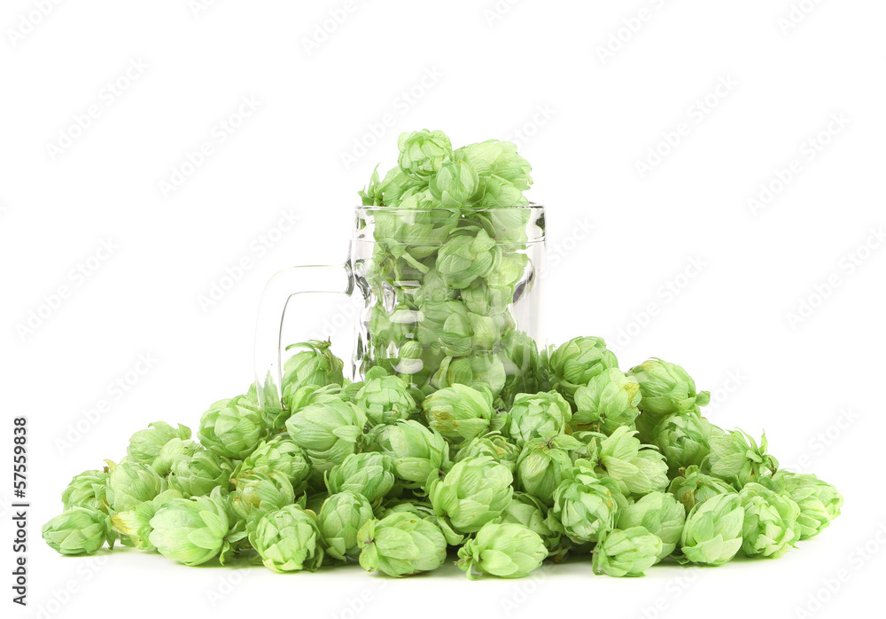 Fototapeta premium Close up of green hop in mug.