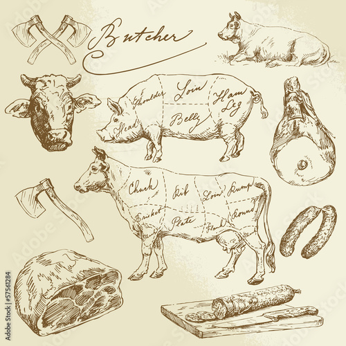 pork and beef cuts - hand drawn collection