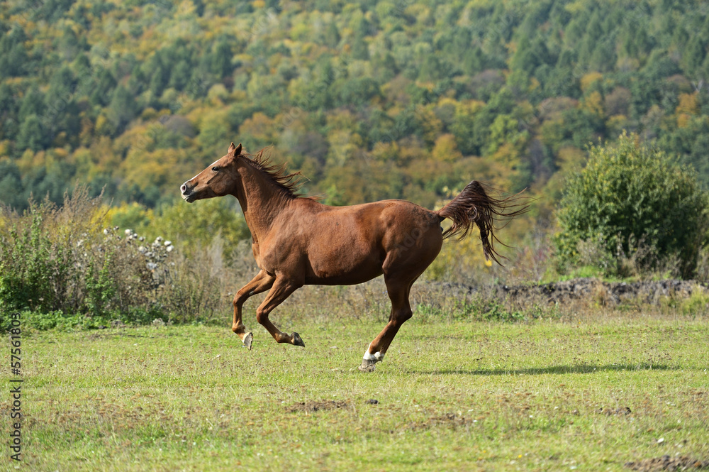 Fototapeta premium Horse