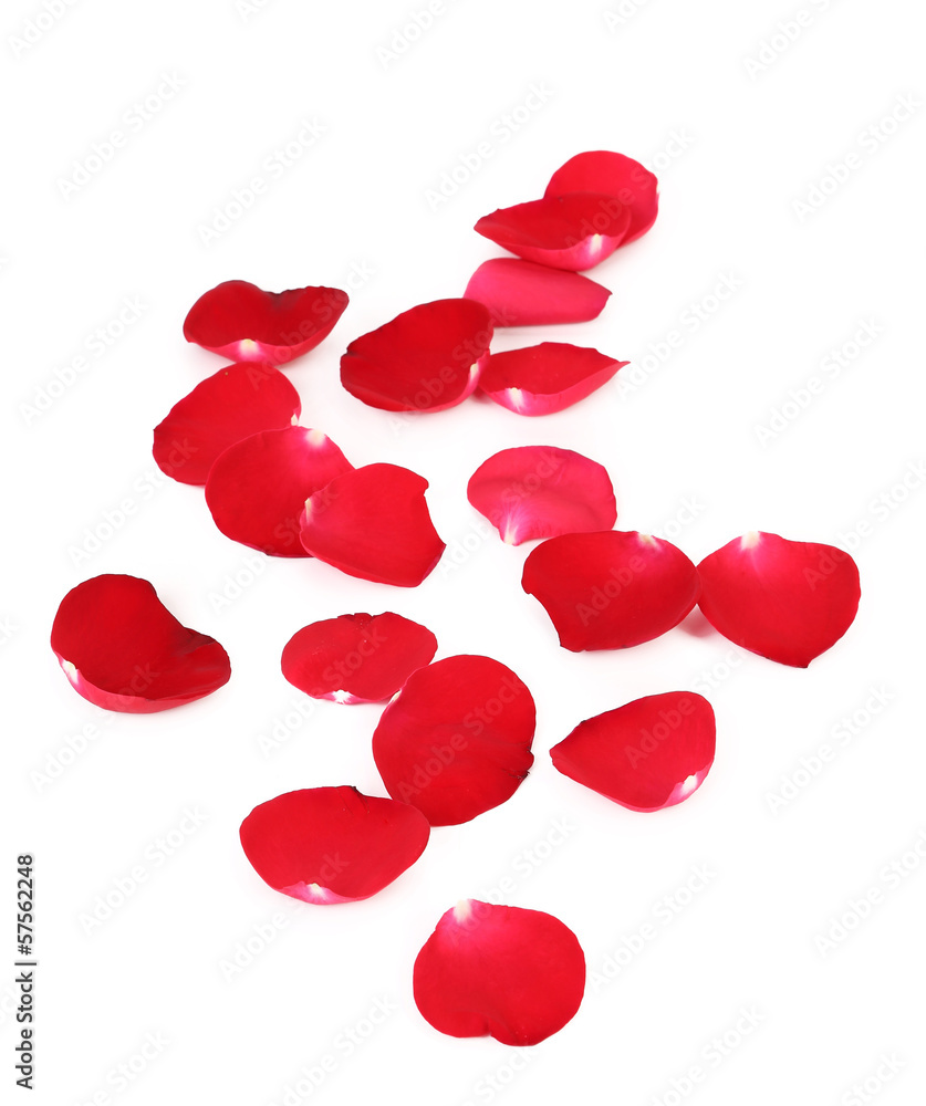 Close up of red rose petals. Close up of red rose petals.