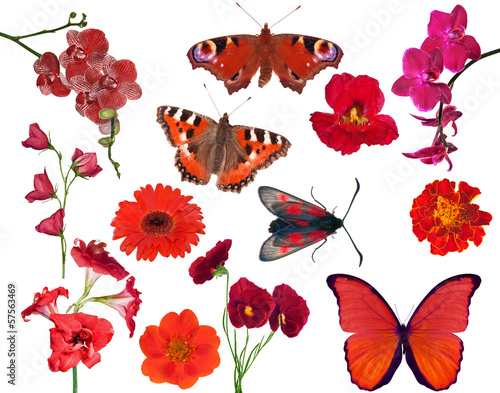 Fototapeta Naklejka Na Ścianę i Meble -  set of red color flowers and butterflies isolated on white