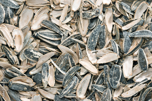 Wallpaper Mural sunflower seeds with shell scours Torontodigital.ca