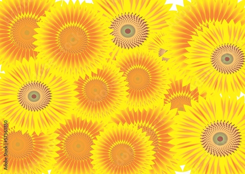 Sunflowers vector image