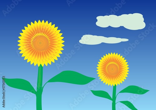 Sunflowers in the fiield