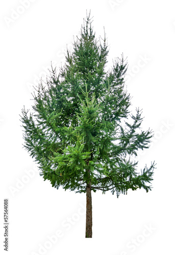Valokuva dark green larch on white