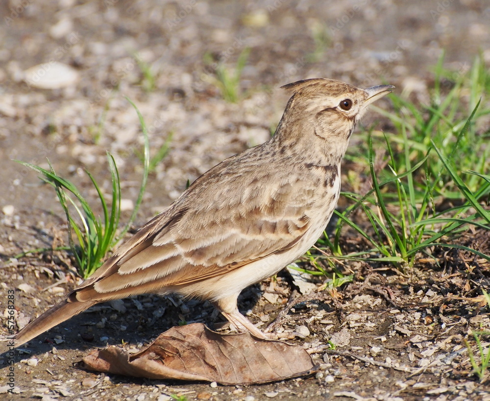 Fototapeta premium Crested Lark, Galerida cristata