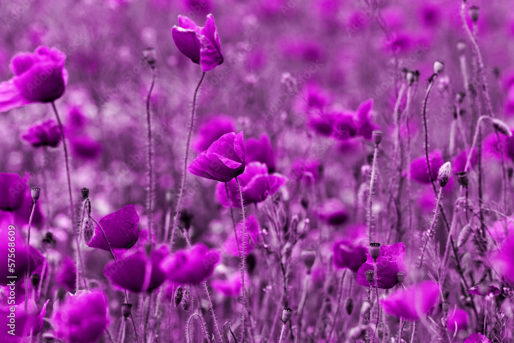 Red poppies