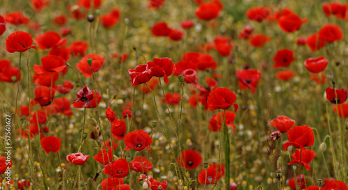 Red poppies