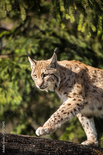 Eurasian Lynx (Lynx lynx) © lightpoet