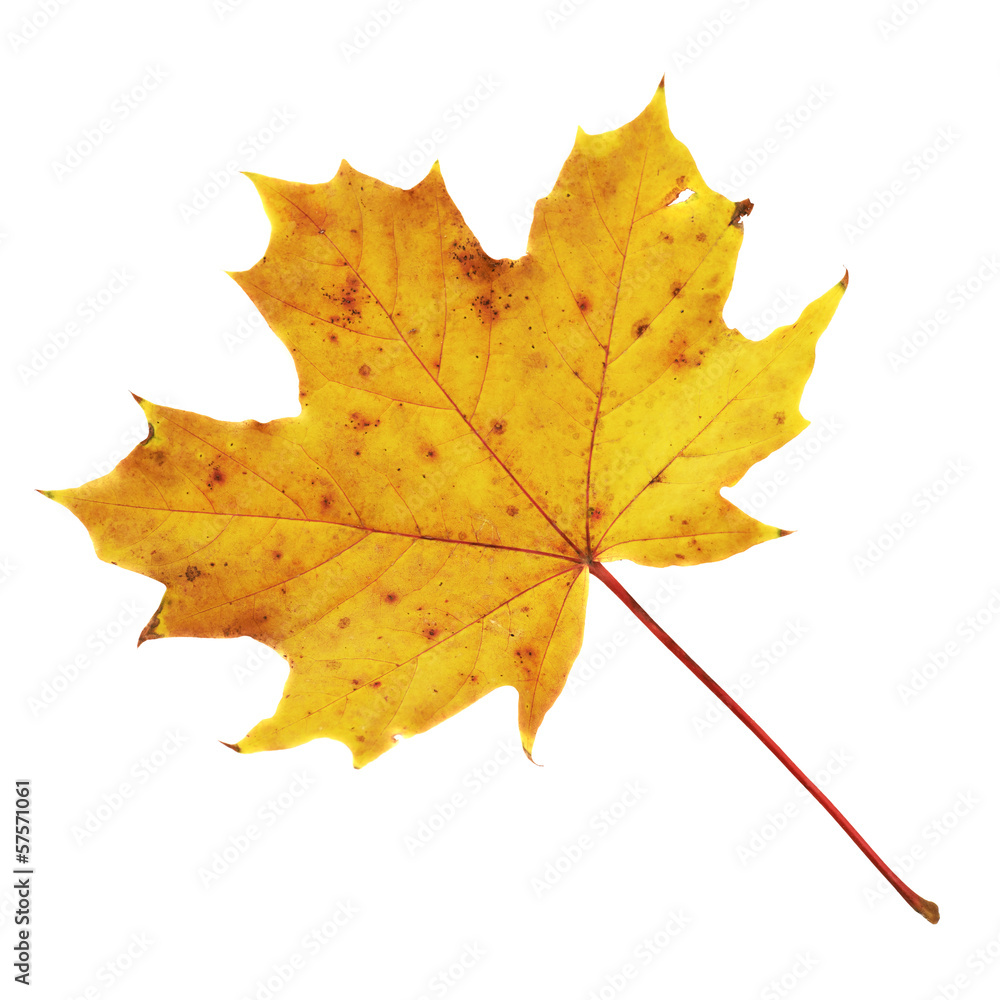 Maple-leaf isolated over white Maple-leaf isolated over white