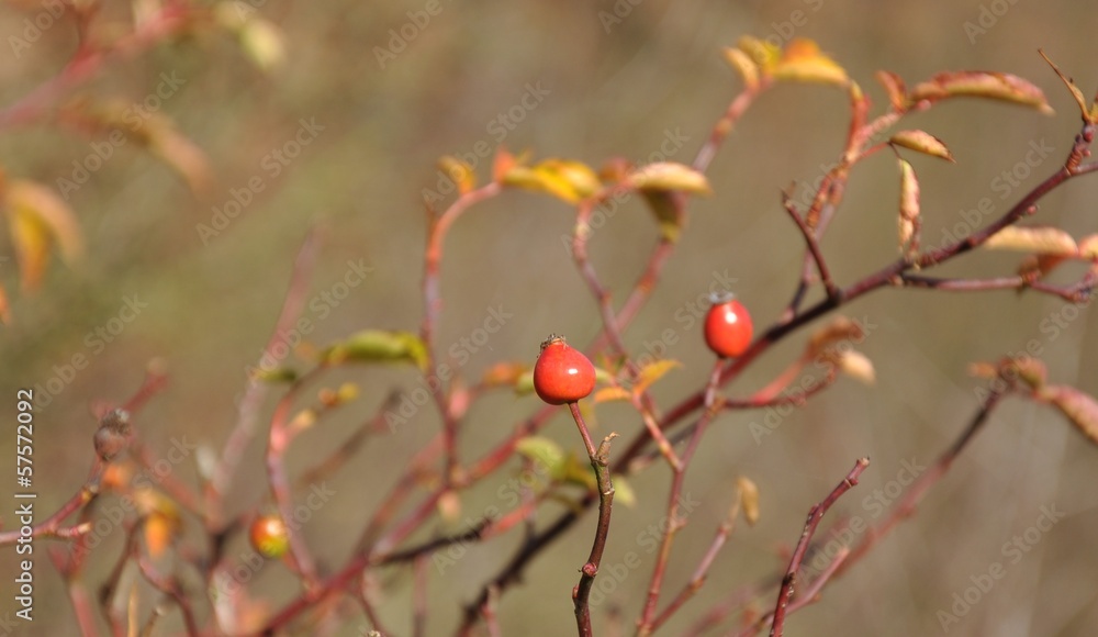 Obraz premium dog-rose fruit in autumn forest