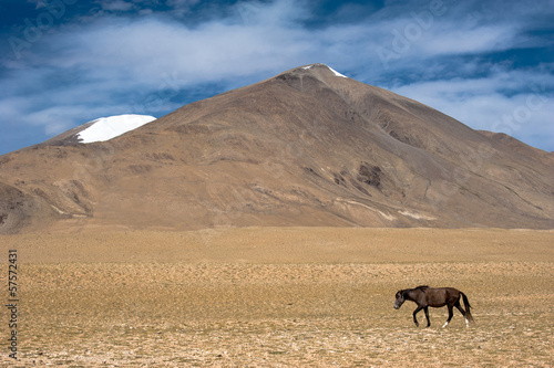 Wild horses at Himalaya mountains . India  Ladakh