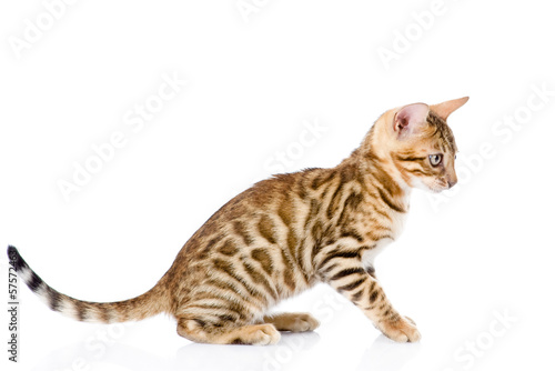 purebred bengal cat. isolated on white background