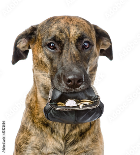 dog holding a purse with coins in its mouth. isolated on white 