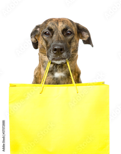 funny dog with shopping bag. isolated on white background
