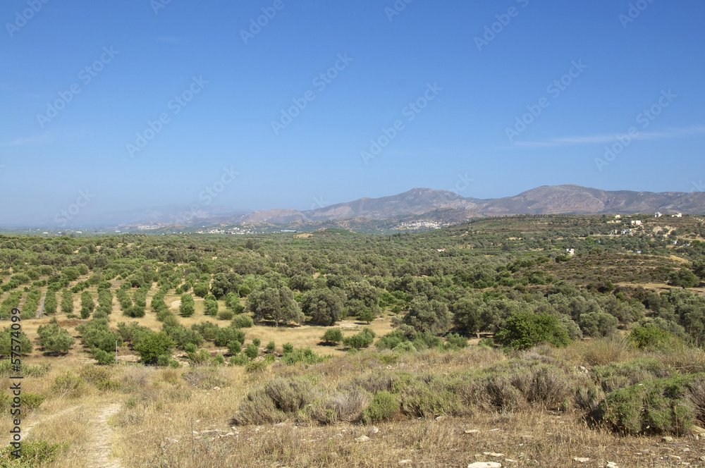 Landschaft mit Olivenbäumen im Süden auf Kreta
