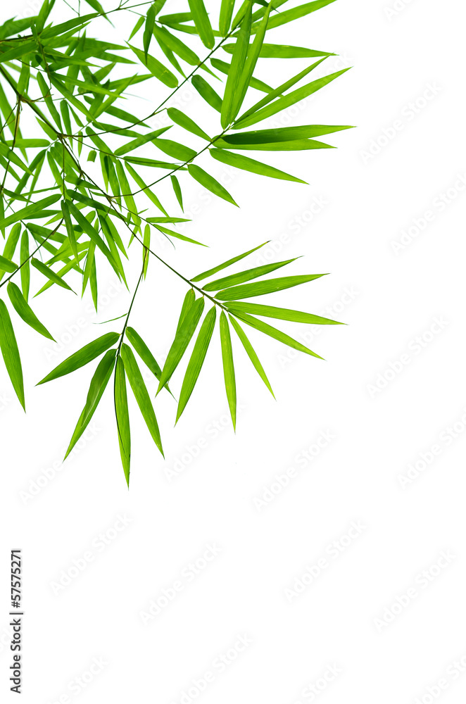 bamboo leaves bamboo leaves