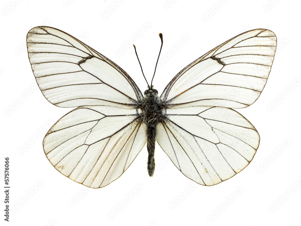 Obraz premium real colorful butterfly isolated in white background