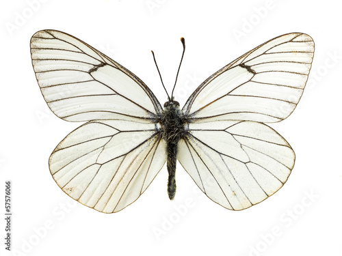 real colorful butterfly isolated in white background