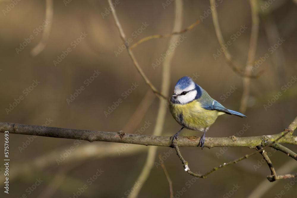 Blue Tit  (Parus caeruleus)