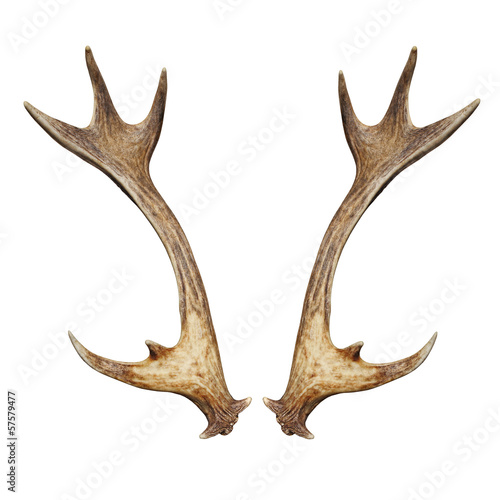 Antlers of a fallow deer