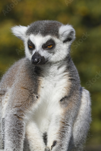 Ring-tailed lemur (Lemur catta)