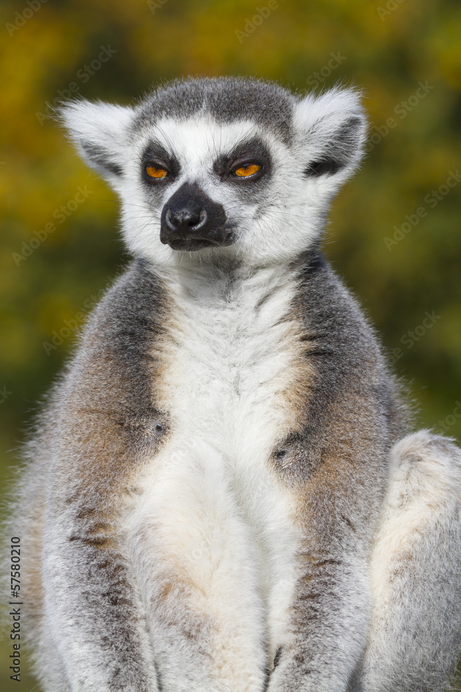 Obraz premium Ring-tailed lemur (Lemur catta)