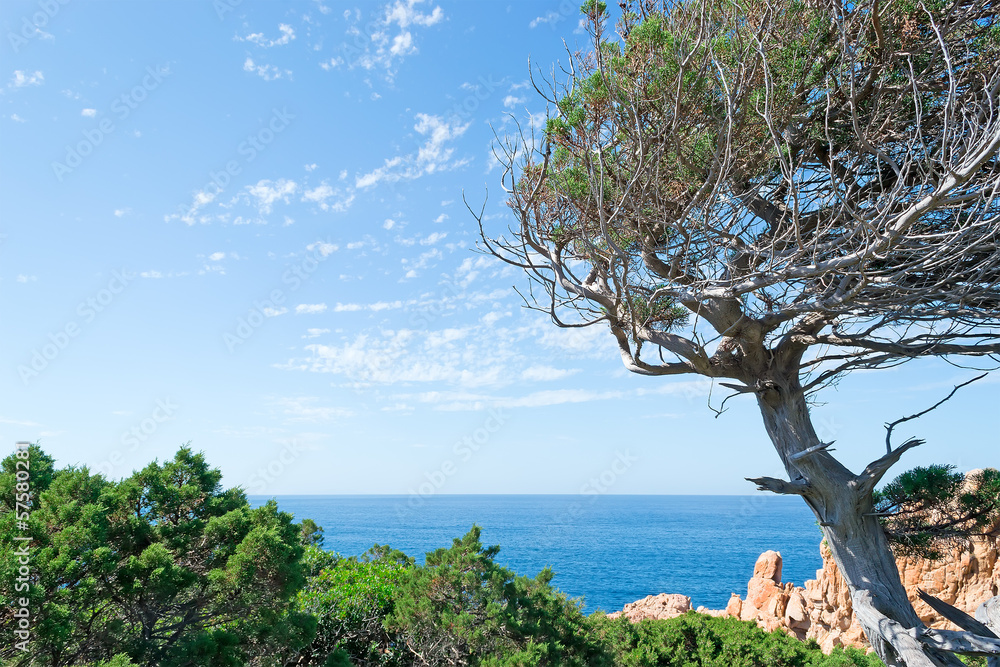 pine tree by the sea