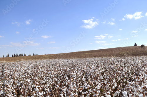 Cotton field
