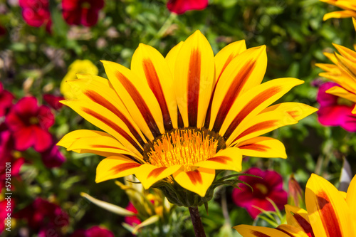 Fototapeta Naklejka Na Ścianę i Meble -  Colorful flowers