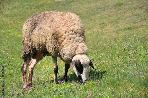 Grazing Sheep