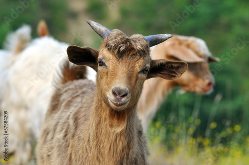 Photo Brown goat