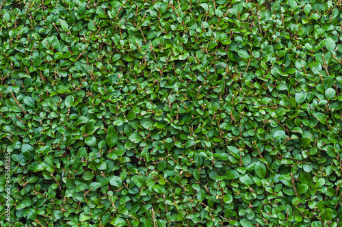 Close-Up Privet Hedge