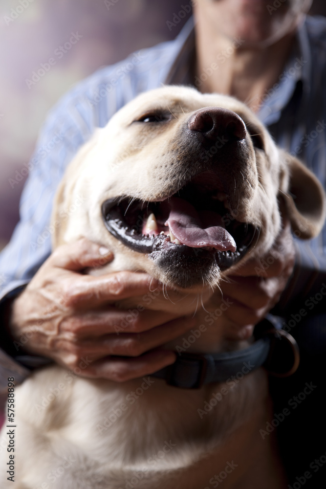 Golden Labrador