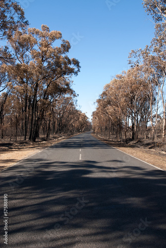 After the Bushfire © Phillip Minnis