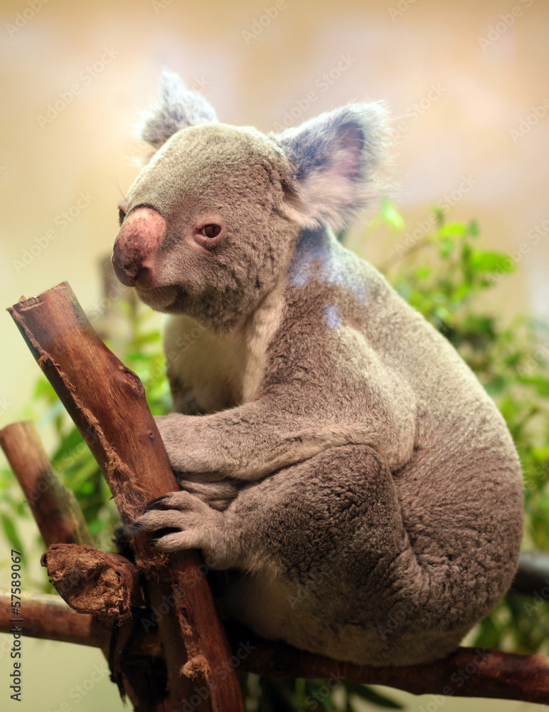 Fototapeta premium Baby Koala bear