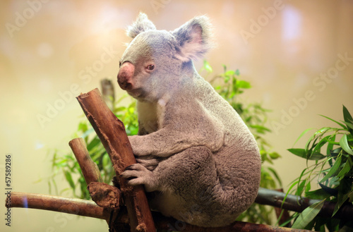 Photography Baby Koala bear