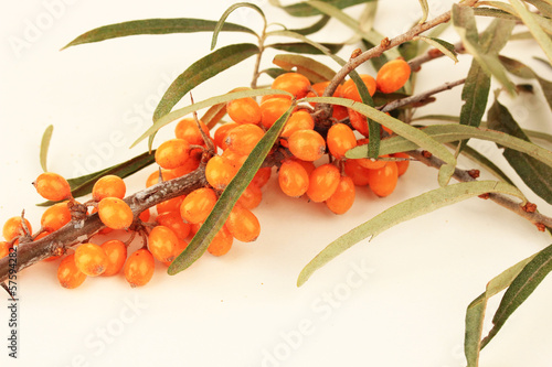 Branch of sea buckthorn isolated on white