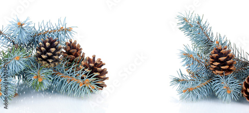 Beautiful pine cones isolated on white