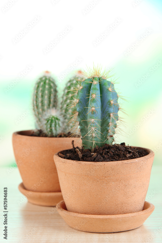 Beautiful cactuses in flowerpot on wooden table Beautiful cactuses in flowerpot on wooden table