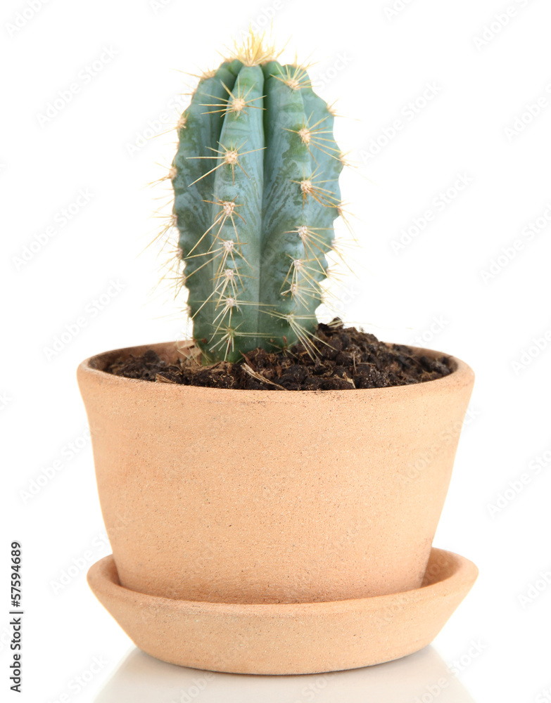 Beautiful cactus in flowerpot, isolated on white Beautiful cactus in flowerpot, isolated on white