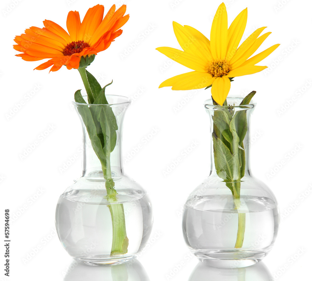 Flowers in test-tubes isolated on white
