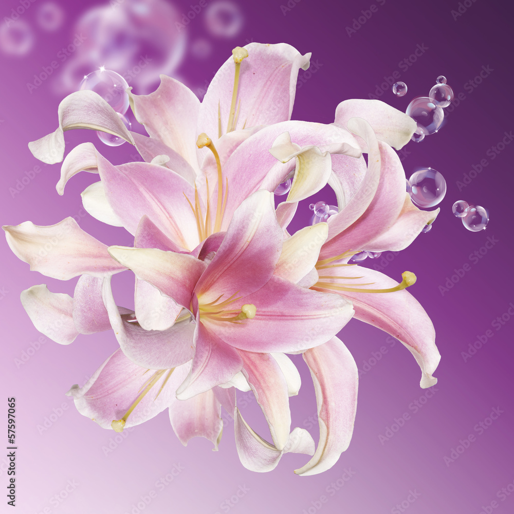 The beautiful  pink lily. Flower card