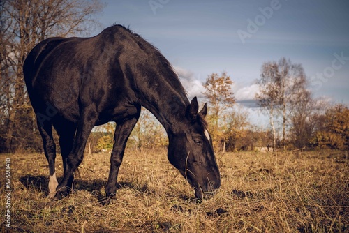 Fototapeta Naklejka Na Ścianę i Meble -  Beautiful black horse feeding outdoors