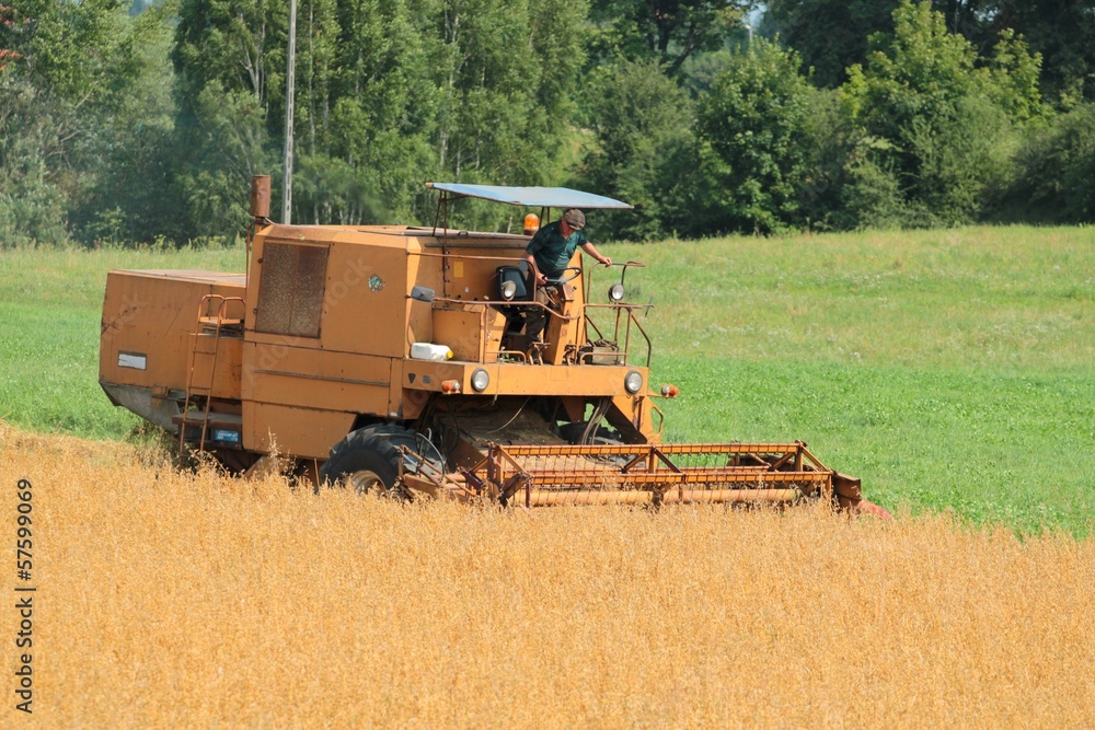 Fototapeta premium Combine harvesting wheat