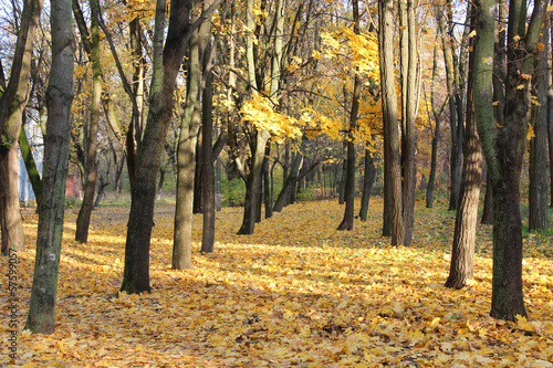 Autumn park with trees and leaves