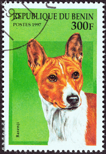 Basenji (Benin 1997) photo